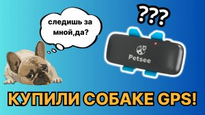 Обзор GPS-трекера Petsee Dogs для собак — распаковка, настройка, тест функций