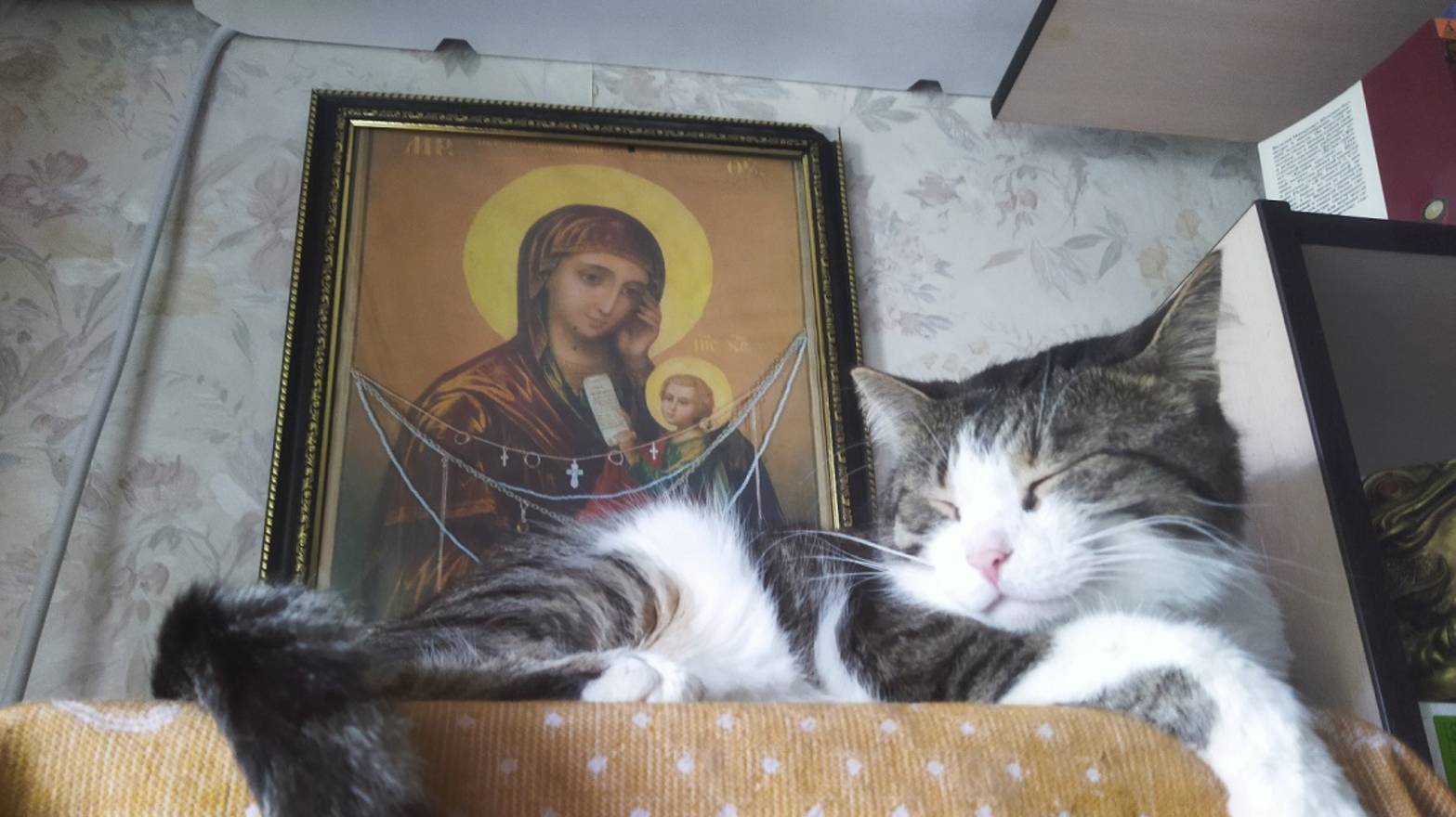 Как живёт приют КотоВасия 67 смотреть онлайн