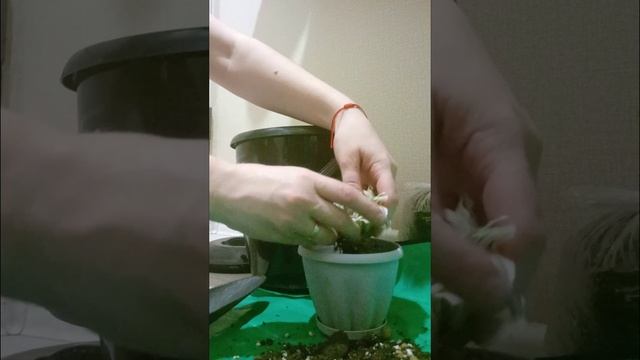 Пересаживаем традесканцию