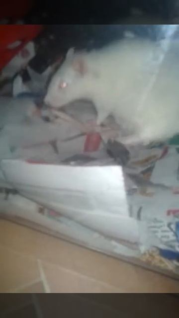 Белочка крыска рожает 1 часть смотреть онлайн