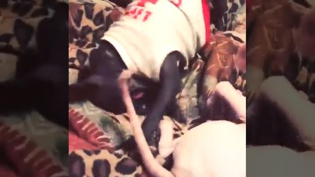 Hairless death match and deathcab. hairless cats dog adorable sphynx xoloitzcuintli смотреть онлайн