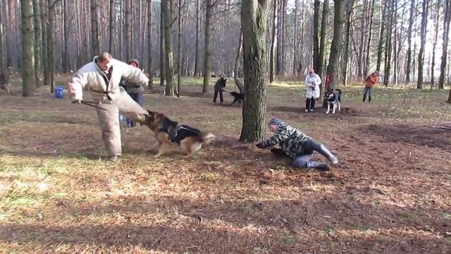 Н.о Эст дрессировка в Твери с А. Гончаровым смотреть онлайн