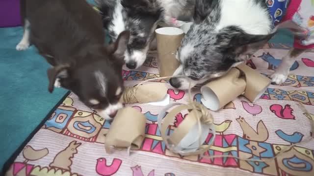 DIY игровая для собаки и кота из туалетной бумаги! 🐕🐾 смотреть онлайн