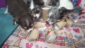 DIY игровая для собаки и кота из туалетной бумаги! 🐕🐾