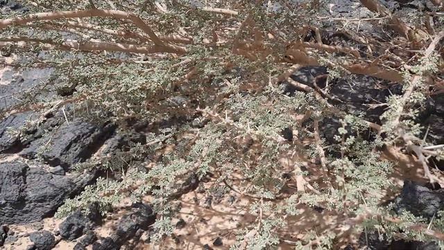 A Bush growing out of Lava Rock in the Saudi Arabia Desert, April 29th, 2022 смотреть онлайн