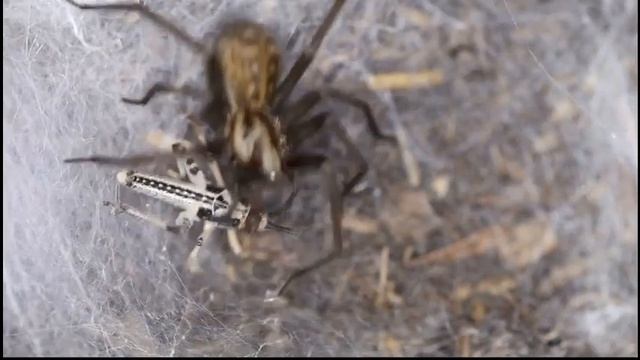 House spider tackles a locust смотреть онлайн