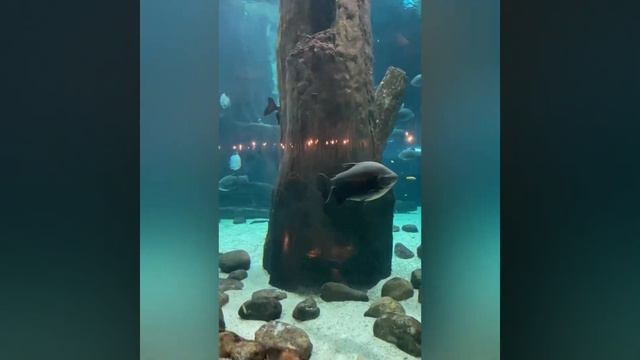 Поход в океанариум / любимые рыбки смотреть онлайн