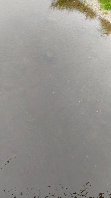 кету ловят на Сахалине смотреть онлайн