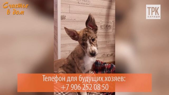 «Счастье в дом». Щенок с необычным окрасом ищет дом смотреть онлайн