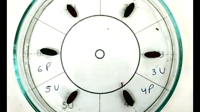 Figure 1 B - Nasonia vitripennis смотреть онлайн