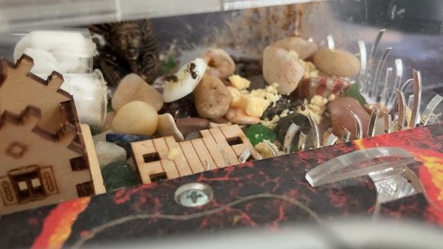 Кормление муравьев желтком и белком от ЯИЦ(кормлю первый раз) Их реакция очень интересная #мураши смотреть онлайн