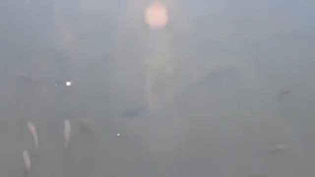 Огромный сом мутабор смотреть онлайн