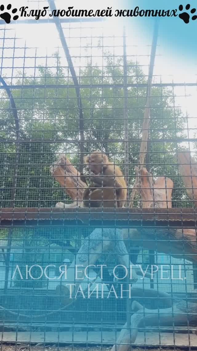 Люся ест огурец. Тайган