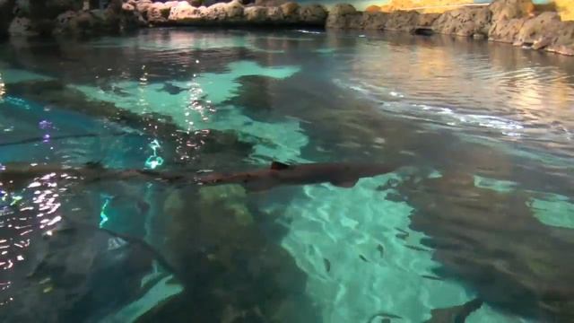 Eli at Gatlinburg Aquarium смотреть онлайн