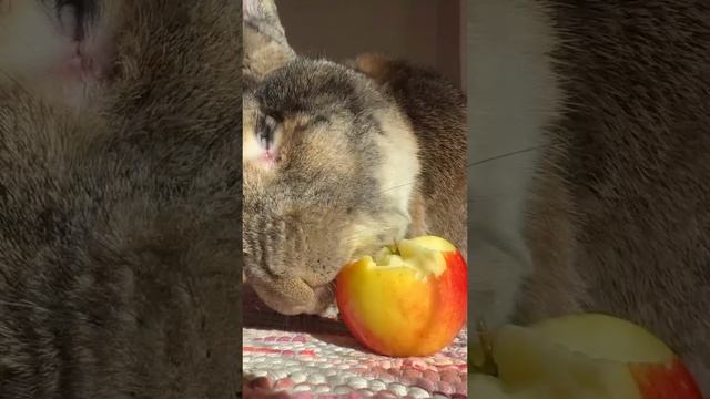 крол смотреть онлайн