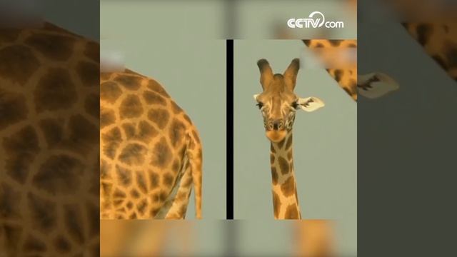 ¡Este es el animal que le da más dolor de cabeza a fotógrafos!丨CCTV Español смотреть онлайн