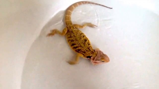 Yay tom and Jerry's bath fun sorry about the camera it wasn't very good смотреть онлайн