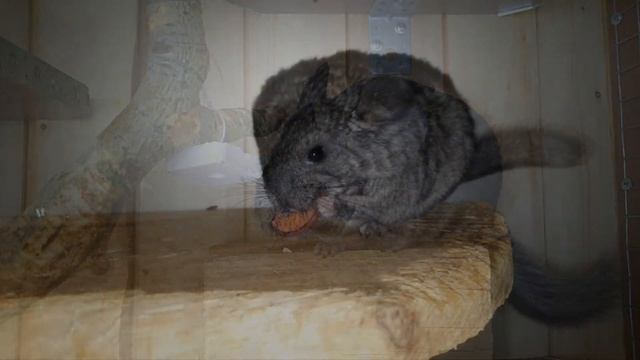 Забавные Шиншиллы смотреть онлайн