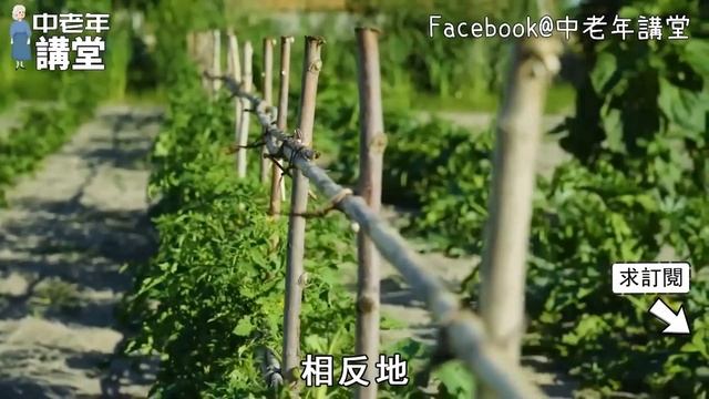 這樣東西現在吃最好，養胃健脾、補腎強筋、活血止血，還能治反胃、泄瀉、腰腿軟弱！1斤也才幾塊錢！【中老年講堂】 смотреть онлайн