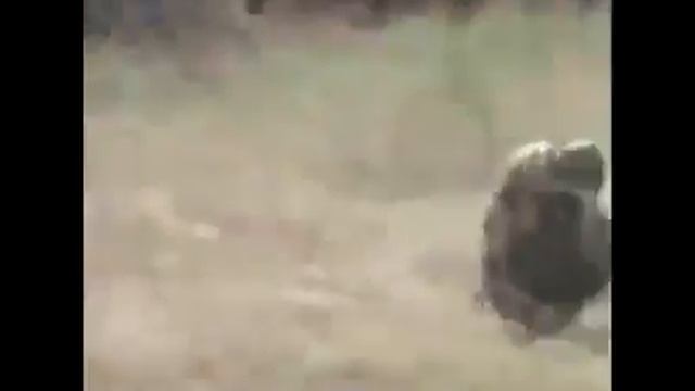 Обезьяны убегают на кабане! смотреть онлайн