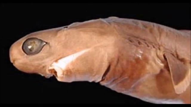 Cookiecutter Shark смотреть онлайн