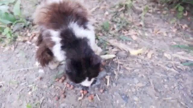 у кошечки праздничный обед pussy hungry смотреть онлайн