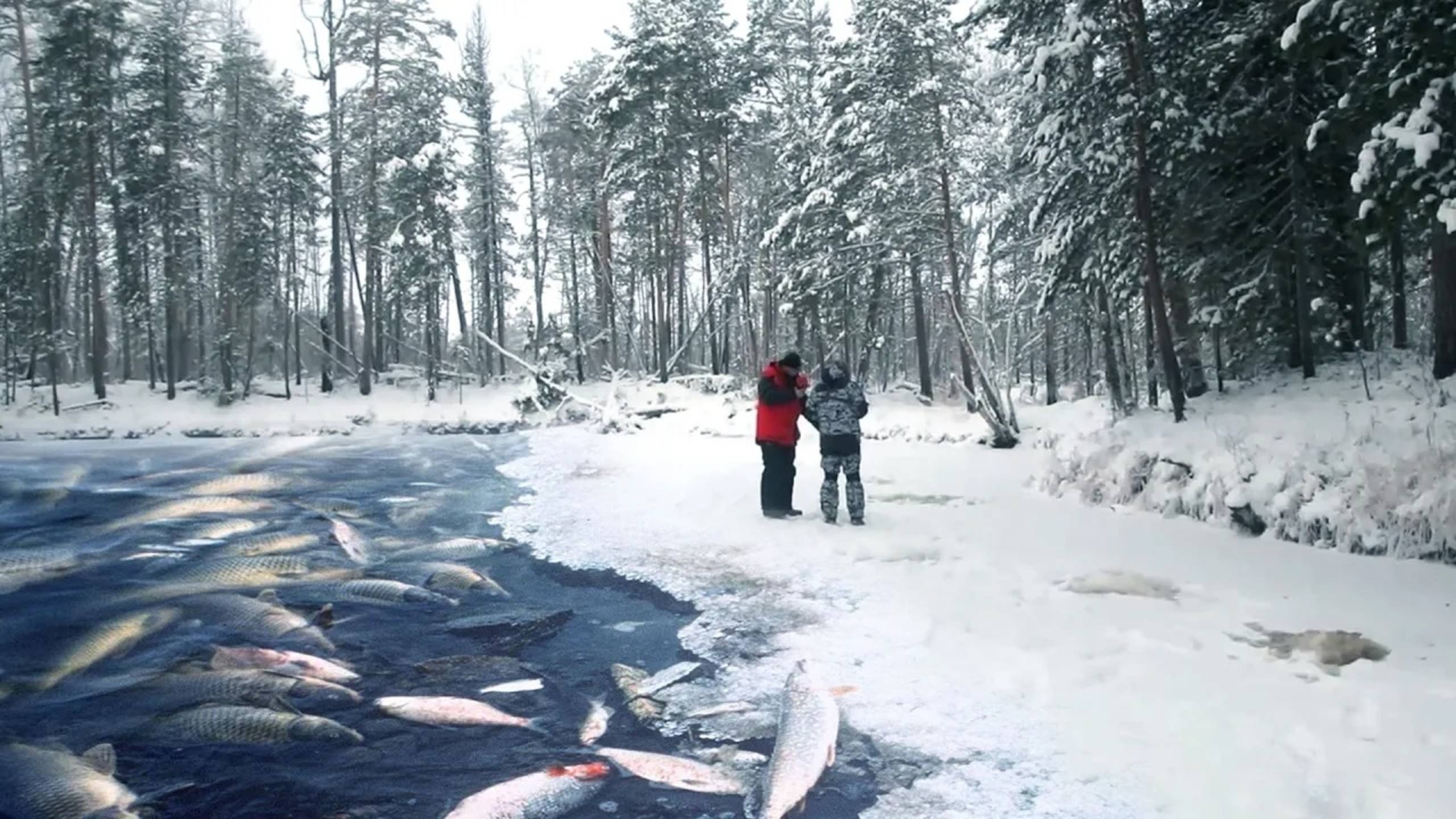 МЕРТВЫЕ водоемы СИБИРИ! УМЕРШАЯ рыба! Не будет рыбы? или как поймать ЩУКУ на вибы?! смотреть онлайн