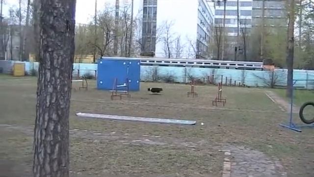 Аджилити на nordogs.ru смотреть онлайн