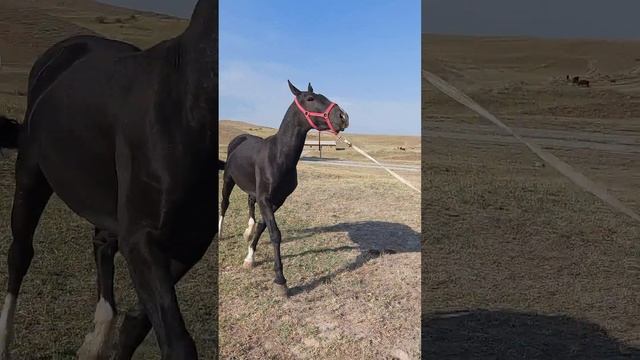 Сатылды. смотреть онлайн