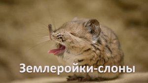 Интересный факт: «Слон - землеройка»
