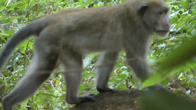 Обезьяны острова Пи-пи в Тайланде. Phi Phi Island, Thailand, 2013 смотреть онлайн
