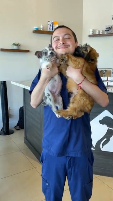 1…2…3…4 PUPPY CUDDLES! 🐶 #shorts смотреть онлайн