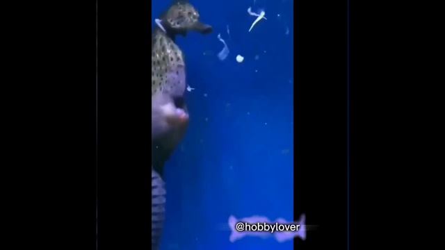 Kuda laut ‼Perkembangbiakan kuda laut смотреть онлайн