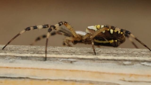 Epilogue - Wasp Spider смотреть онлайн