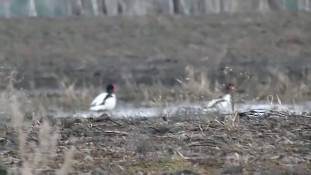 Пеганка утка. смотреть онлайн