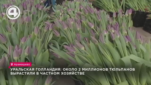 Уральская Голландия: около 2 миллионов тюльпанов вырастили в частном хозяйстве смотреть онлайн