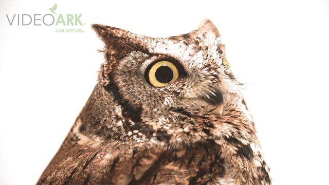A western screech-owl (Megascops kennicottii) at the North Somerset Bird of Prey Centre. смотреть онлайн
