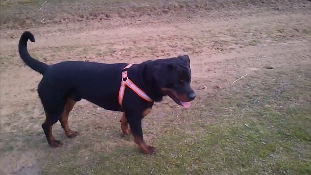 Siroccó Rott Mira és Siroccó Rott Iláj ,2014 február смотреть онлайн