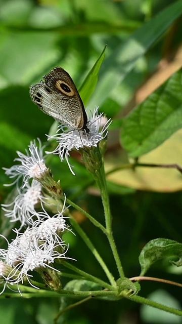 A White four ring butterfly collects nectar using its proboscis #butterfly #insectbehavior #insect смотреть онлайн