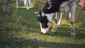 ВИДЕО О КОРОВЕ 🐮🐄 КОРОВЫ МЫЧАТ И ПАСУТСЯ В ПОЛЕ 🐮🐄