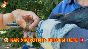 Как подстричь загнутые шпоры петуху кусачками правильно 🐓✂️🥰