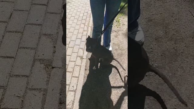 Как отучить собаку прыгать на людей. смотреть онлайн