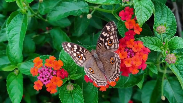 живая природа смотреть онлайн