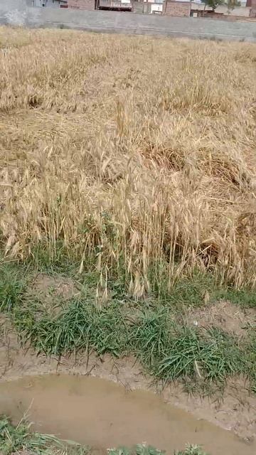 Wheat Fasal #short