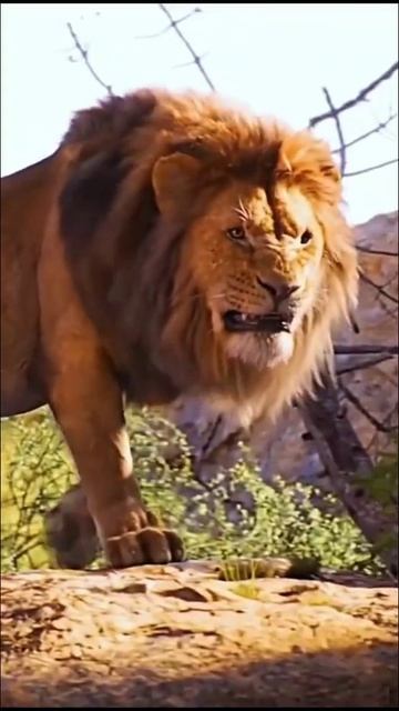 The Lion King's sharp teeth смотреть онлайн