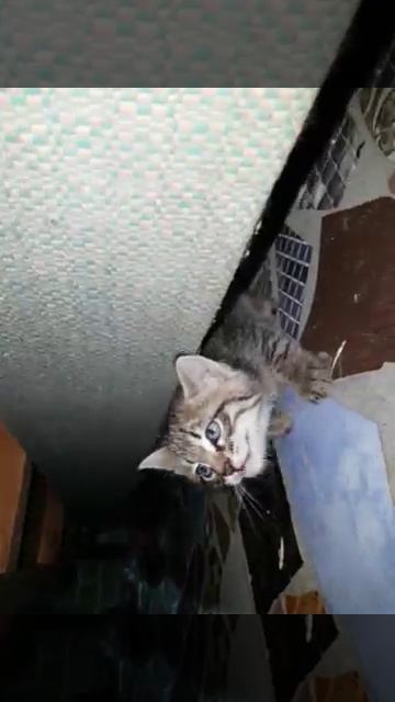 Котята Ласки. 35 дней смотреть онлайн