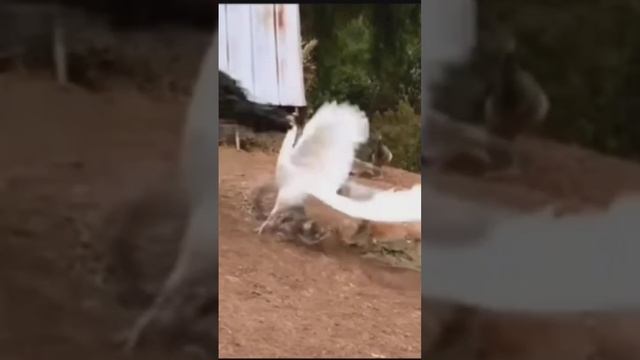 more ke bare sahi bate смотреть онлайн
