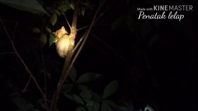 Tarsius, Mentilen , hewan langka di habitat asli Bangka смотреть онлайн