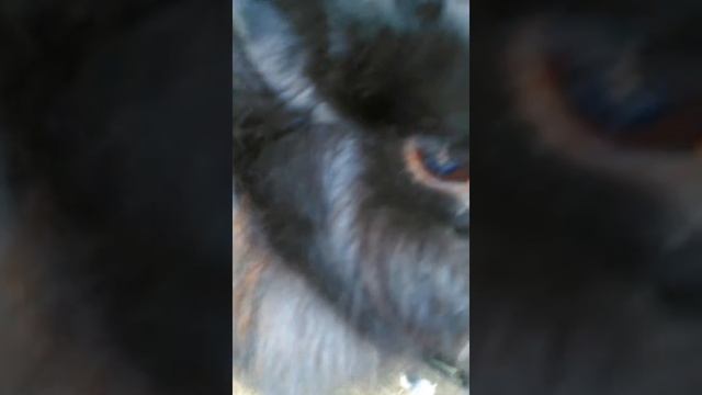 Моё первое видео! Первый говорящий кролик Бантик смотреть онлайн
