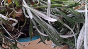 Как сохранить Гацанию(Газанию) зимой/Пересадка Гацании(Газании) на зиму в кашпо.Работа над ошибками